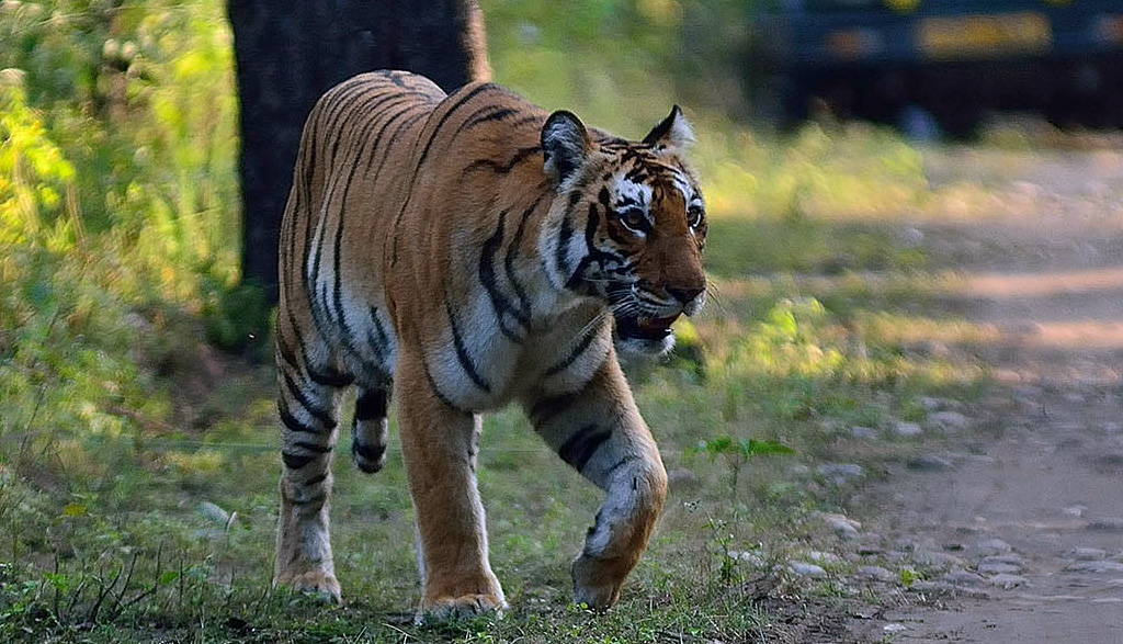 haridwar-to-corbett-taxi-service